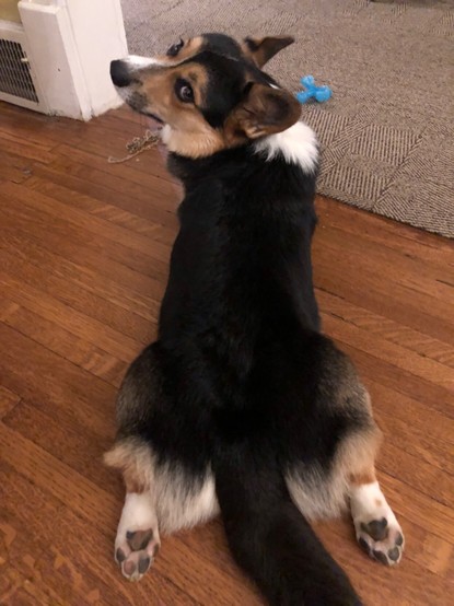 A corgi looks back over his shoulder while lying with his rear legs extended backwards.