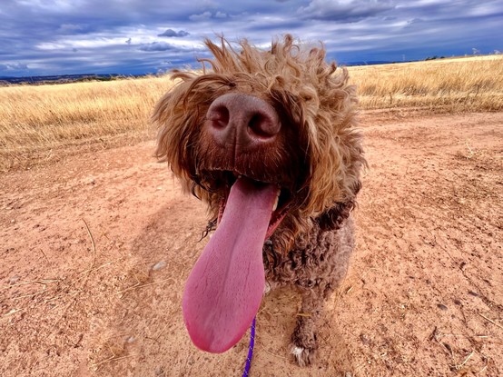 Closeup image of a puppyâ€™s face. She is a brown roan Lagotto Romagnolo who sits in front of the camera happy, tongue out, big nose, curly brown hair. Canâ€™t see her eyes, needs a trim. Sheâ€™s on a dirt road with dry grass behind her, a blue cloudy sky above. Under her tongue, a short purple sliver of her leash.