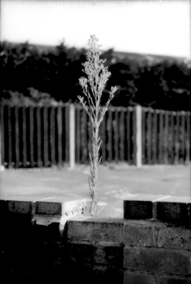 A grainy black and white image of a tall weed growing up from behind a low brick wall. The blurry background show a wooden fnce and some foliage.