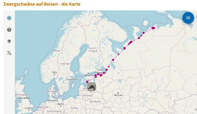 Screenshot taken from NABU Moin page showing a map of north/west Europe and Russia and the GPS track of bewick's swan Karin. She spent the summer in Sibiria and now arrived in Estonia.