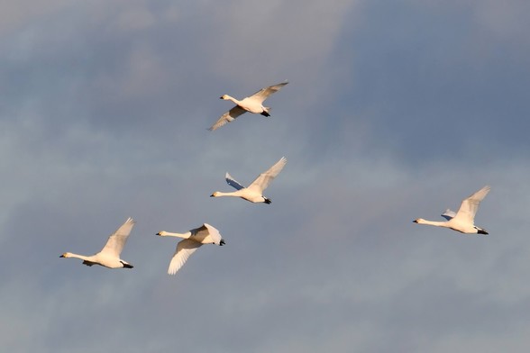 5 Bewick's swan flying over