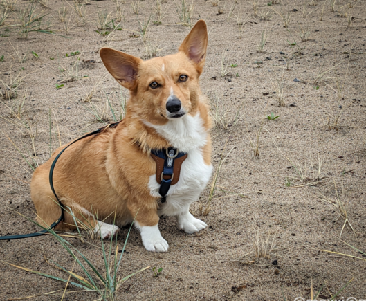 moxxi the corgi sits on the sand with some grasses around her.  she's looking at the camera with her ears perked up.