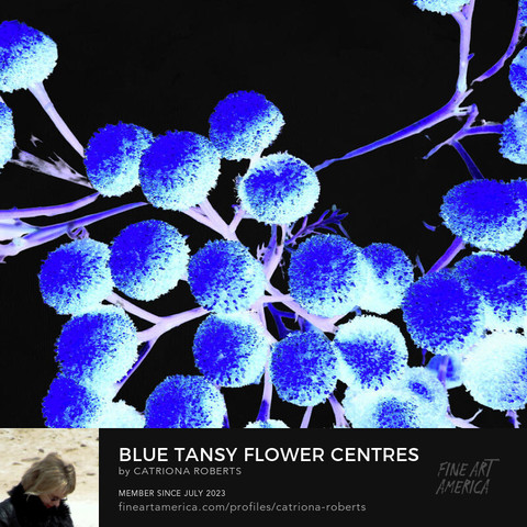 Digital image featuring an artistic interpretation of Tansy flower centres in blues and violets on a black abstract background.
