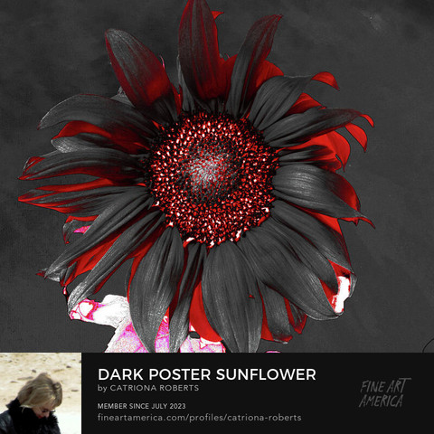 Digital image featuring an artistic interpretation of a dark Sunflower almost glowing from the inside out.