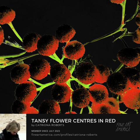 Digital image featuring an artistic representation of Tansy flower centres in red and black on a black abstract background.