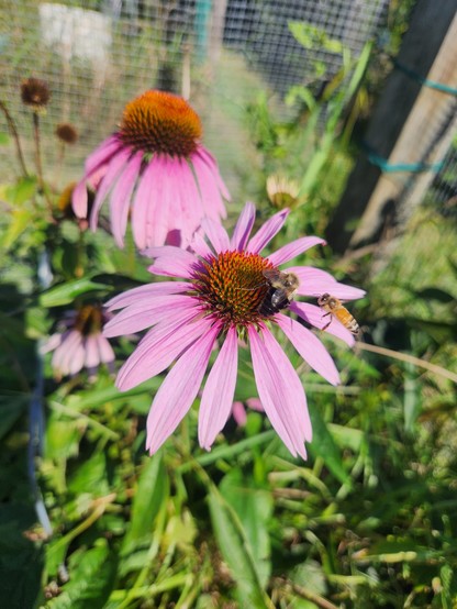 Two bees, one on a red lavender Echinacea,  the other on wing approaching the first bee.