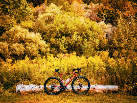 Photo of a red BMC roadmachine road bike, leaning against a tree trunk that has been picked clean of all bark. Behind the log is a small patch of wild growth, and beyond that is a line of trees that fills the view. Trees and wild growth are golden, yellow, orange, and hazy green.