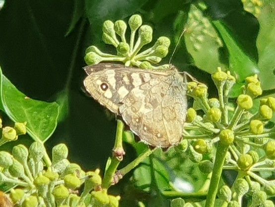 A brown and cream butterfly perched on ivy flowers, with wings folded and showing the markings on the undersides of both wings