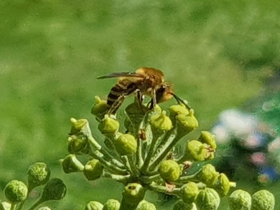 A small bee with an orange-brown thorax and black & yellow stripes on the abdomen, hunched over on ivy flowers as it gathers pollen