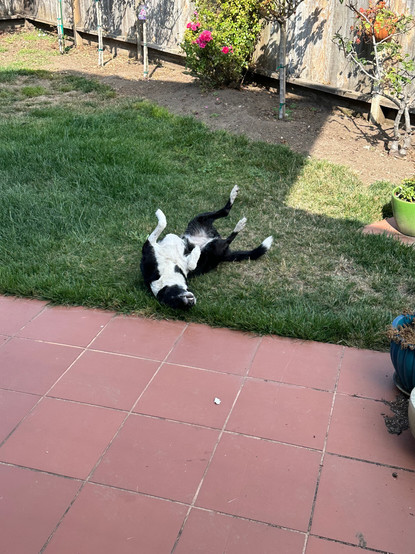 Alie the Border Collie with outside accomplished rolling in the grass.