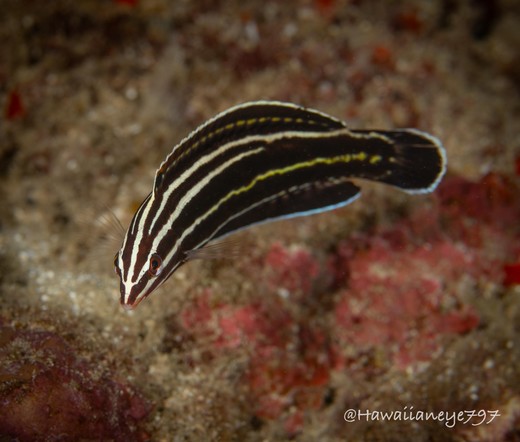 An elongated dark fish, facing camera left, marked with dramatic light stripes from its nose to tail.