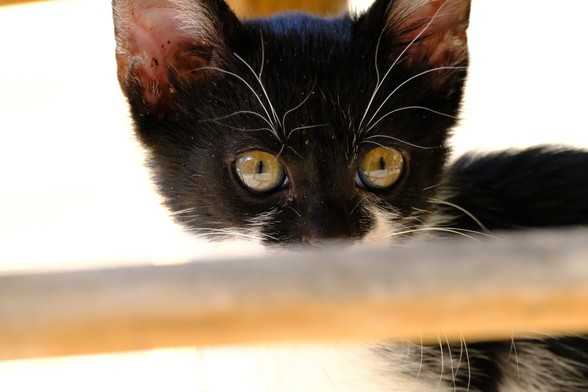 A black-and-white kitten peeks over the wooden footrest of a chair.