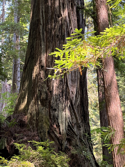 Old growth coastal redwood trunk with green branch in a forest, Photo by R Applegarth
