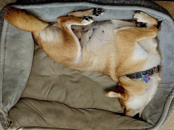 A Shiba Inu lying in a dog bed with her head angled 90° up from her body, contoured to the inside perimeter of the bed.

I don't know. It's hard to describe, OK?
