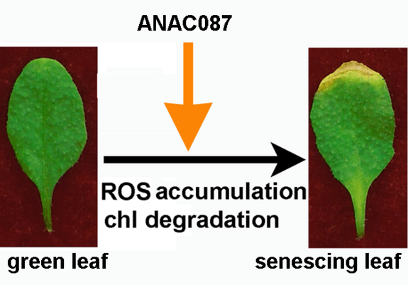 Morphological comparison of Arabidopsis leaves before (green, left) and after (senescing, right) ANAC087 regulated ROS accumulation and chlorophyll degradation.