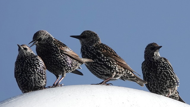Four brightly coloured and patterned starling birds sitting side by side on top of an advertising sign. Their colouring is black and brown with numerous white splodges.