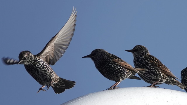 Two starlings perch on an advertising sign. They look to the left where another bird is taking off, with its wings spread wide. Its right wing is blurry from the rapid motion.