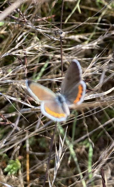 Acmon sunning on grass. Note the orange refractive colors on the sun-facing forewing.