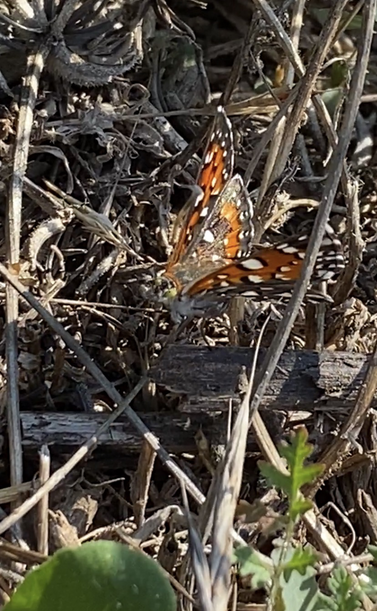 Here’s the said Metalmark, parked in a litter of dead twigs.