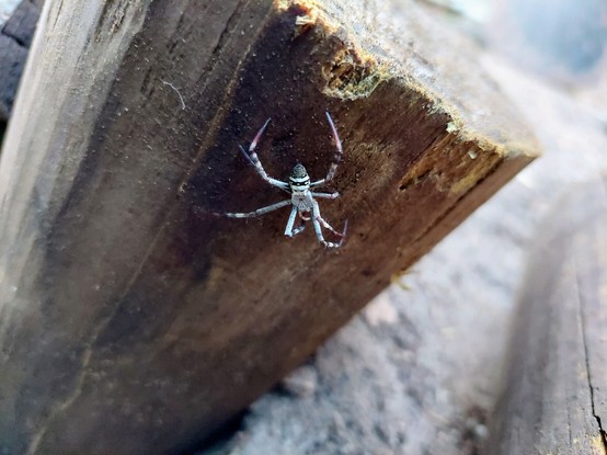 An Orb web spider on a wooden pole in an Australian garden. The spider has distinctive black and white stripes across its abdomen.