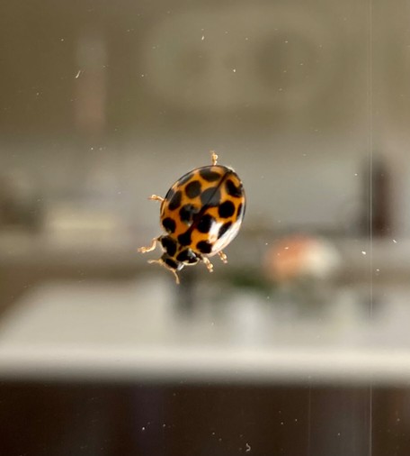 Very cute ladybug climbing on glass bifold door.
