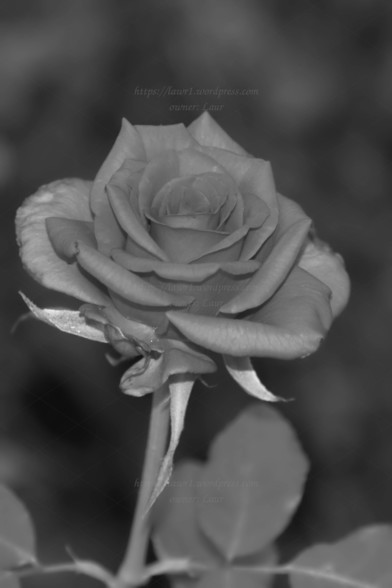 Rose, black and white,  photo