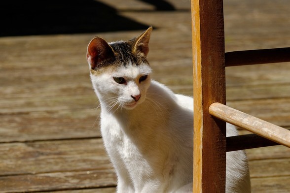 A white cat with a tabby pattern on its head sits next to a chair on the terrace of a Greek tavern.