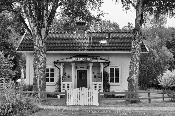 Altes schwedisches Haus mit dicken Birken davor; old swedish house with tick birches
