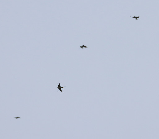 4 barn swallows, 3 of them are mere dots, but one shows its silhouette clearly. They fly at some distance from each other, rather high in the grey sky. So as a picture it is quite a lousy one, but it is nice for the record.