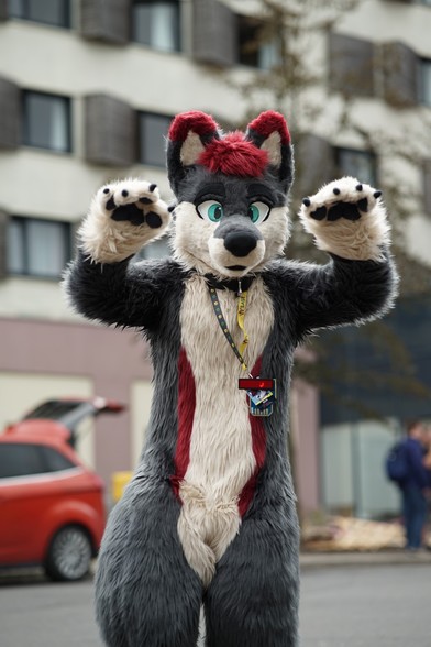 Grey wolf fursuiter doing a pouncing stance