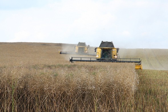 A field of oilseed rape being harvested. Image by Stefan-1983 from Pixabay.