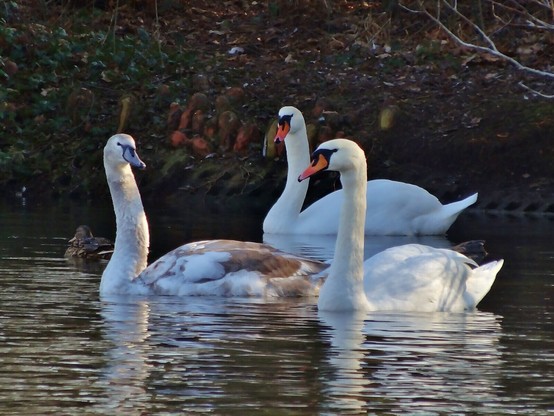 Two white and one grey swan