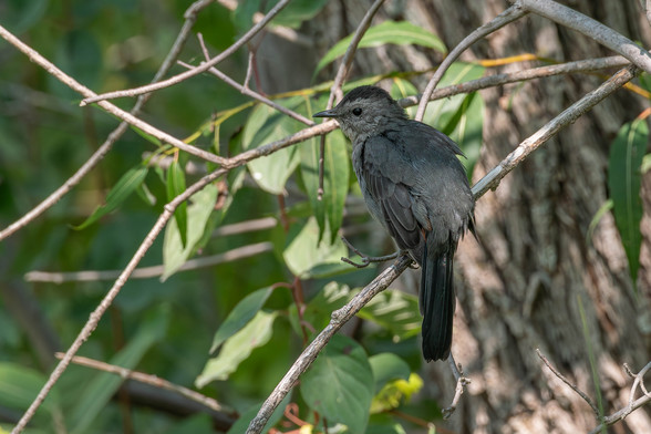 Image of a grey catbird perched on a slender tree branch among of branches and green foliage. Catbird are medium sized birds with a wingspan of 8-12 inches (22-30 cm). They have grey body feathers with a black cap of feathers atop their heads.