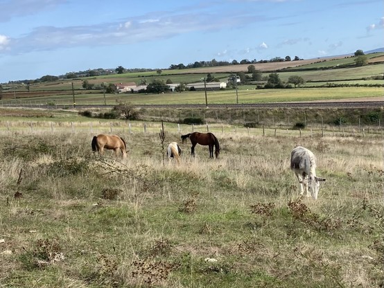 A picture of a dun pony, a piebald pony, a bay horse and a grey donkey grazing on a pasture. 
Background: train tracks, fences, more pastures, a farm and a blue sky