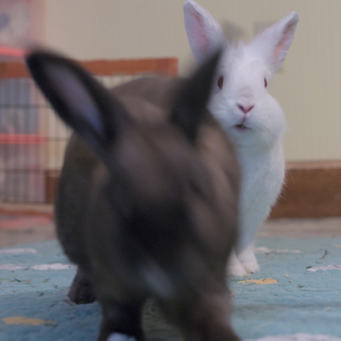 Chester, our brown rabbit runs toward the camera in a blur while Phoebe (white) looks on in confusion