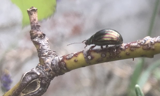 Shiny green and dark red beetle crawling along a twig.