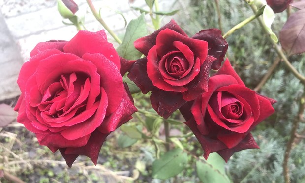 3 red roses, all blooming close to each other.