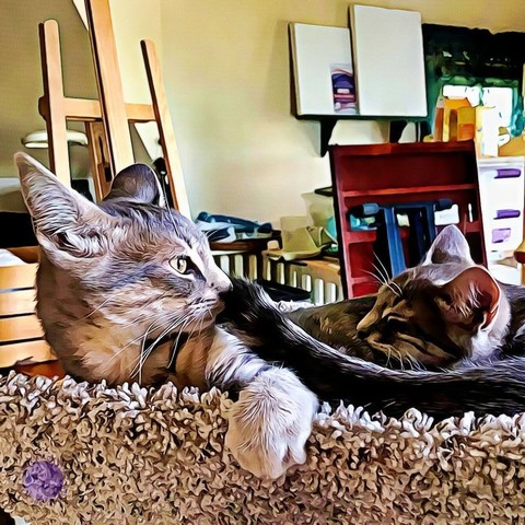 A gray tabby kitten with ears spread wide smells the tail of another gray tabby kitten who is settling next to them for a nap, both in a beige carpeted cat trough, illustrating Talking Cat.