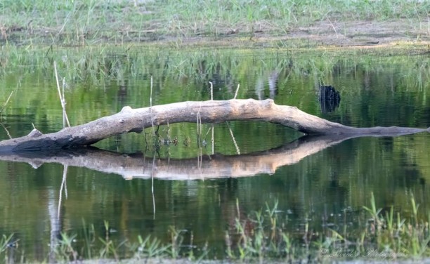 This is a photograph of a log in a lake that caught my eye yesterday.  The log arcs up in over the emerald water and its reflection arcs down.