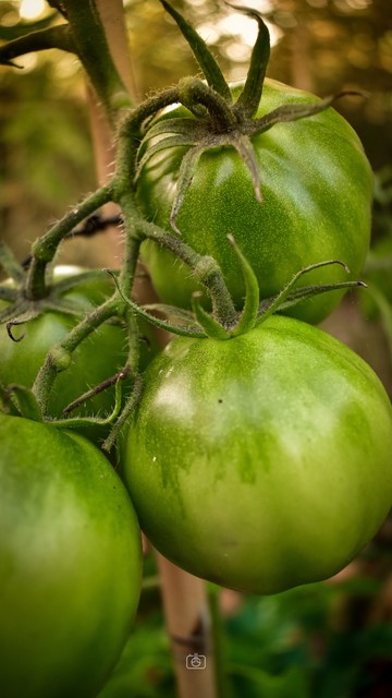 Bunch of richly colored green tomatoes on the vine, detail