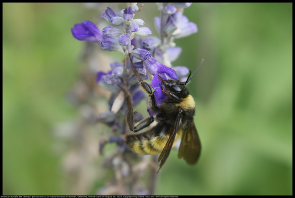 An American Bumble Bee (Bombus pensylvanicus) was pollinating Salvia farinacea in Norman, Oklahoma, United States on August 26, 2023