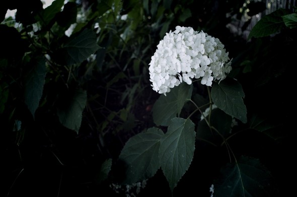 A single white hydrangea in full bloom in the shade of maple trees. The photo is finished in a low-key mood. The flowers are bright white, while the greens and background are in shadow.