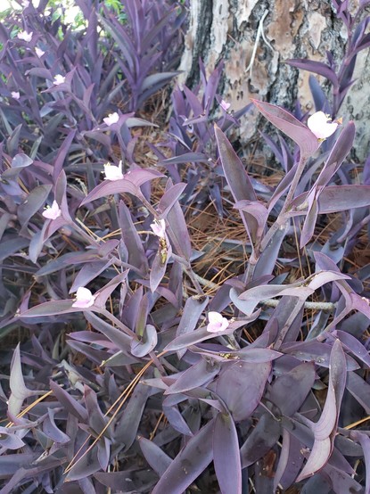 Close up of a mess of Purple Heart growing in pine needles. Soft purple, almost white, flowers are at the tips of many of the purple stems with their broad purple leaves!