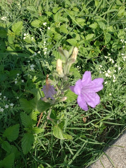 A Wild Petunia! PlantNet isn't sure if it's a "Hairyflower" petunia or a "Fringe-Leaf". A bright purple blossoms sits atop a little weed with fuzzy buds and leaves.