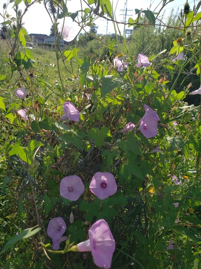 A bunch of purple trumpet flowers growing on a bright green vine that has wrapped around some core to form a kind of floral post. I've seen them called Tievine, railroad creeper, and Wild Morning Glory.