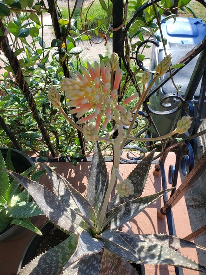 And my beautiful aloe! The tubular blooms haven't opened yet but are turning red-orange as the clusters spread out. PlantNet claims this is a "Soap Aloe."