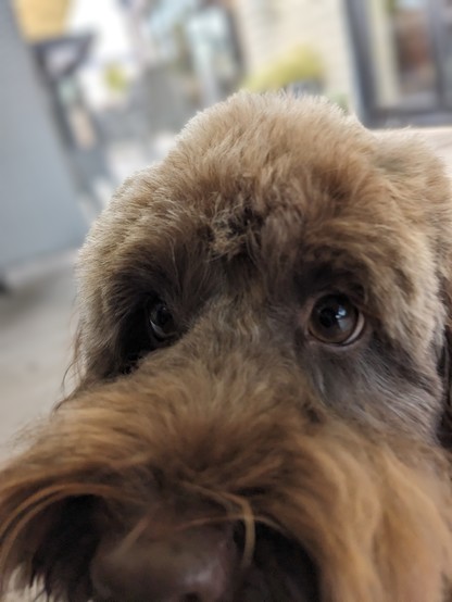 A close up picture of my small, brown dog.  His nose is almost touching the camera and he has a very serious, almost reproachful look in his eye.  This is likely because I am eating a fish finger sandwich and haven't shared any with him yet.
