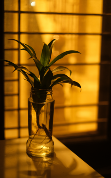 A plant in an placed in a jar (empty coffee jar) with water in it.