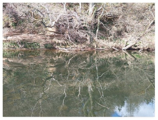 Colour photograph showing the reflection of trees upon a very still river.  On land, at the top of the shot, are pink sandstone cliffs with many bare tree branches.  The reflection at the bottom of the shot shows these trees and the blue sky above.