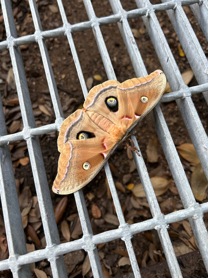 A giant silk moth (Polyphemus moth) appears to be resting on a steel grid bridge that has what appears to be dry leaves under it.